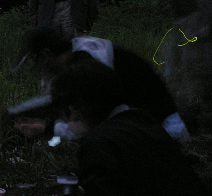 黄色の光の線がホタルです クリックで拡大 黄色の光の線がホタルです クリックで拡大