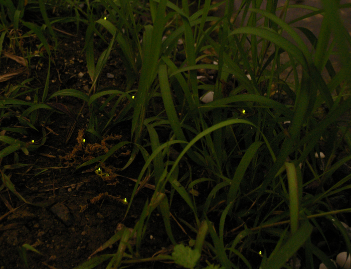 小さな黄色の光がホタルです クリックで拡大 小さな黄色の光がホタルです クリックで拡大