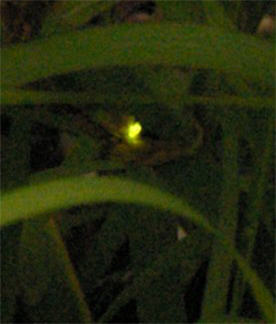 ホタルだけアップしたところ クリックで拡大 ホタルだけアップしたところ クリックで拡大